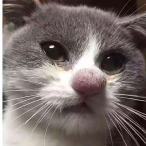 Meet your Posher, Carolina